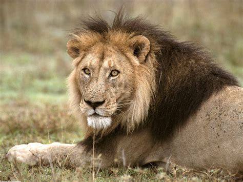 Lion Pictures « Animal Spot