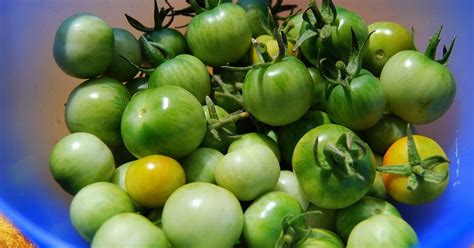 A Caribbean Garden: Fried Green Cherry Tomatoes