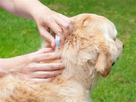 How do dogs get fleas and what to do? - Golden Retriever Club