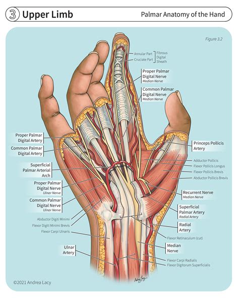 Anatomy Of The Hand Anatomy