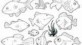 X Ray Fish Coloring Page At GetColoringscom  Free Printable Colorings sketch template