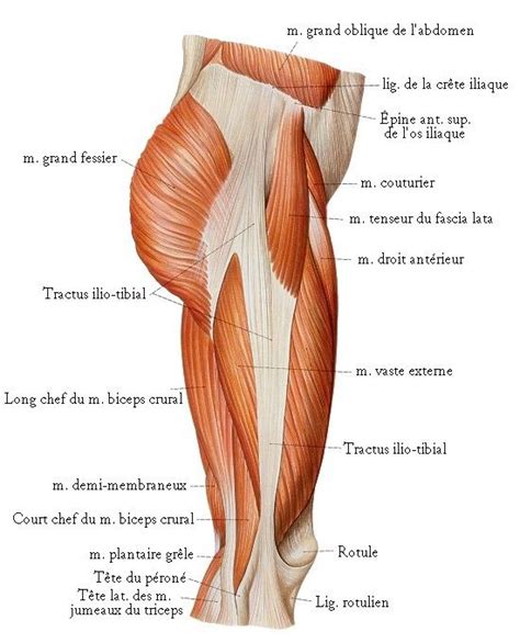 Les 7 meilleures images du tableau MUSCLES DE LA CUISSE by SERENI sur Pinterest | Muscle de la ...