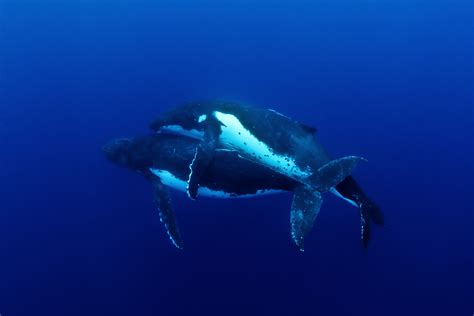 Humpback Whale Mating, Jason Edwards | Whale pictures, Humpback whale, Whale