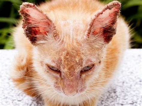 Mange In Cats: Causes, Symptoms, & Treatment - Unianimal