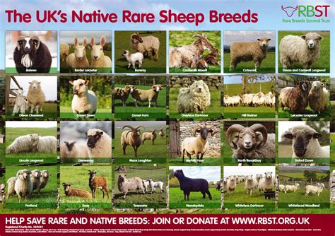 Rare Breed Sheep Poster · Forum · LambWatch