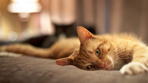 54 Ginger Cat Wallpapers - WallpaperBoat