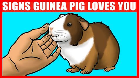 12 Signs Your Guinea Pig Really Loves You - YouTube