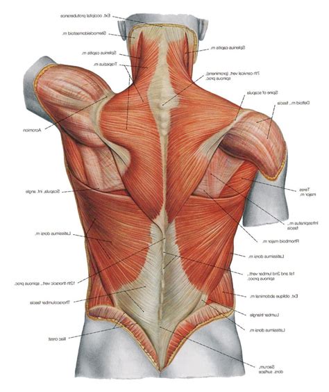 Lower Back Muscles Anatomy