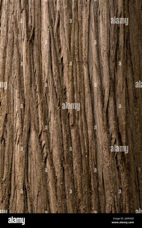 Coastal redwood tree bark hi-res stock photography and images - Alamy