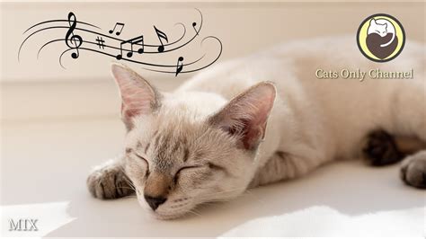 Cat Relaxation Music - Cat Purring Sounds & Relaxing Harp Music (MIX ...