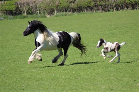 Gypsy Cob foal Foals, Cob, Gypsy, Horses, Traditional, Animals ...