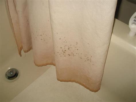 What Causes Pink Mold In Bathroom Showers - Artcomcrea