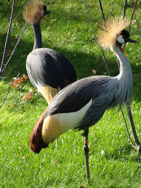 Gruidae - cranes Photo Gallery | Wildlife Journal Junior