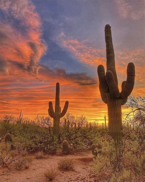 Golden hour in Sabino | Sunset nature, Arizona landscape, Arizona ...