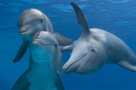 Dolphins under Water - Photografrica