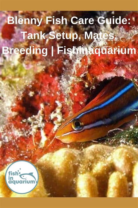 Blenny Fish Care Guide: Tank Setup, Mates, Breeding | Fishinaquarium ...