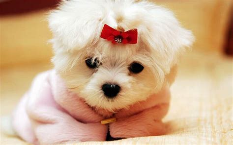 Fluffy Puppy Wallpapers - Wallpaper Cave