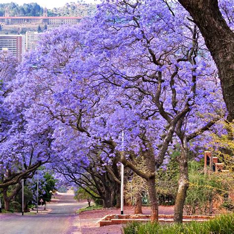 Jacaranda Trees for Sale | BrighterBlooms.com