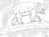 Realistic Red Panda coloring Page  Free Printable Coloring Pages sketch template