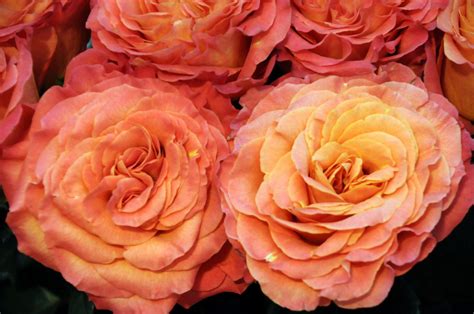 Sunset, a Deluxe garden rose grown exclusively by Alexandra Farms is mostly orange, with pink ...