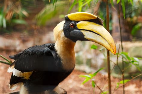 Great Hornbill Free Stock Photo - Public Domain Pictures