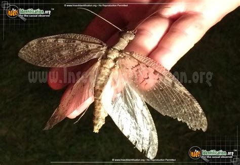 Dobsonfly