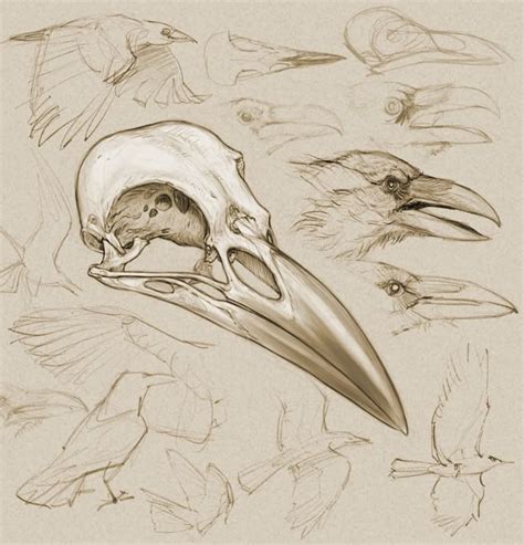 Crow Skull Drawing at PaintingValley.com | Explore collection of Crow Skull Drawing
