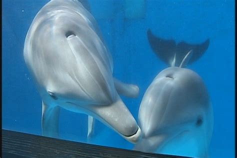 Winter the dolphin has a new best friend | Dolphins, Dolphin tale, Winter