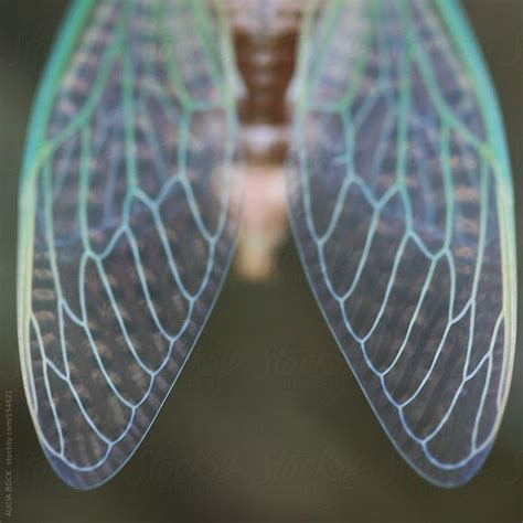 "Cicada Wings" by Stocksy Contributor "ALICIA BOCK" | Cicada, Wings, Bugs