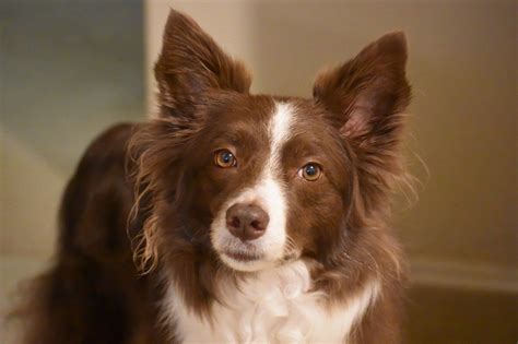 Mastering Commands: Border Collie Training Tips