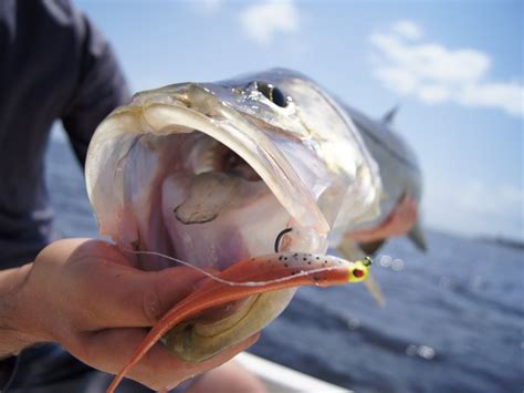 How to Fish for Snook: The Complete Guide for 2024