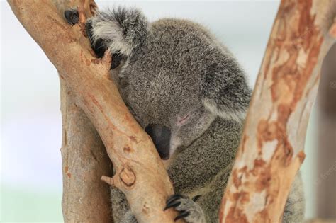 Premium Photo | Koala bear sleeping on the tree.