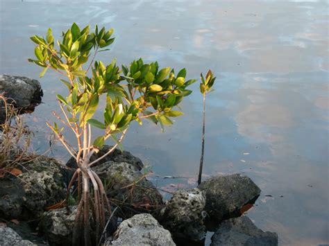 Mangrove Sapling by ecfield on DeviantArt