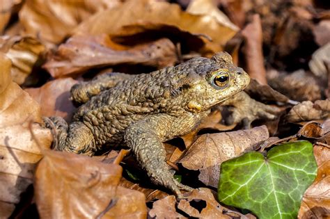 Common Toad Facts, Pictures & In-Depth Information For Kids & Adults