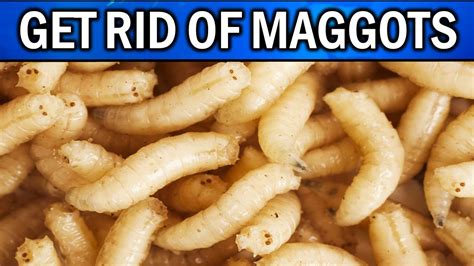 How To Get Maggots Out Of Black Bin at Jai Ortiz blog