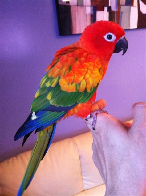 Red Factor Sun Conures/Single Factor Sun Conures | Conure parrots, Pet birds, Beautiful birds