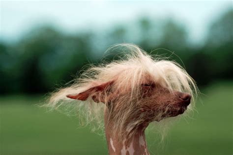 Hairless Dog Examples at Bradley Wright blog