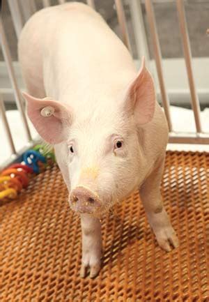 FDA approves genetic alteration in pigs | American Veterinary Medical ...