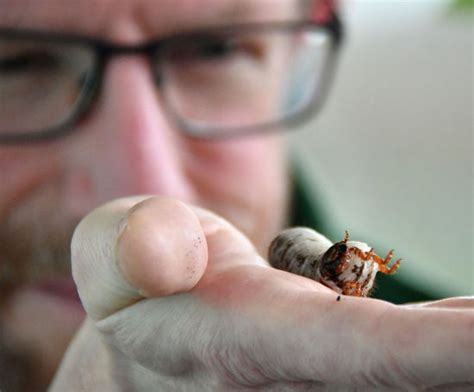 Magnificent Flower Beetle Larvae Editorial Stock Photo - Stock Image | Shutterstock