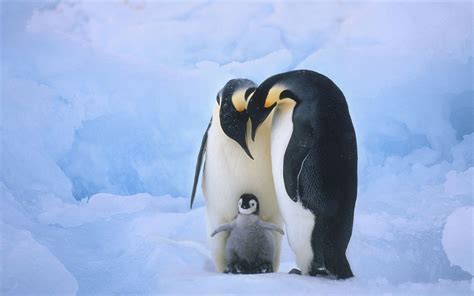 Cute Penguin Backgrounds - Wallpaper Cave