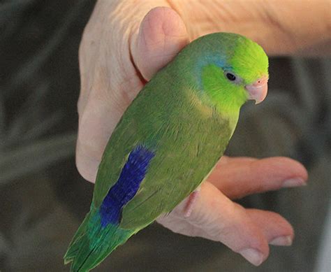 Green Parrotlet | ubicaciondepersonas.cdmx.gob.mx