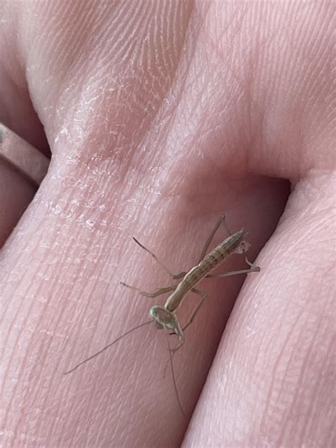 The first baby to hatch! : r/mantids