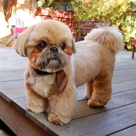 Shih Tzu Dog Teddy Bear Cut - Shih Tzu Dog