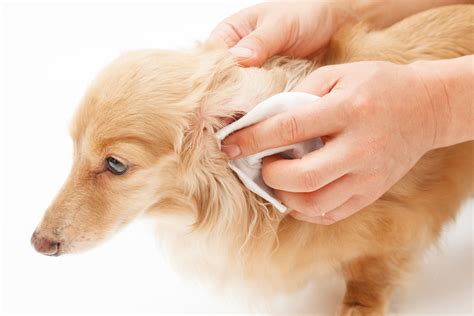 A guide on how to bandage a dog's ear tip