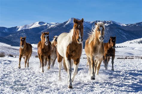 Horses in Snow - Colorado | Horses running through snow is a… | Flickr