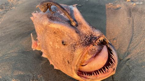 Rare deep sea fish found on San Diego beach | cbs8.com