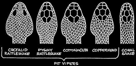 Pit viper head shapes | Snake drawing, Snake, Snake art