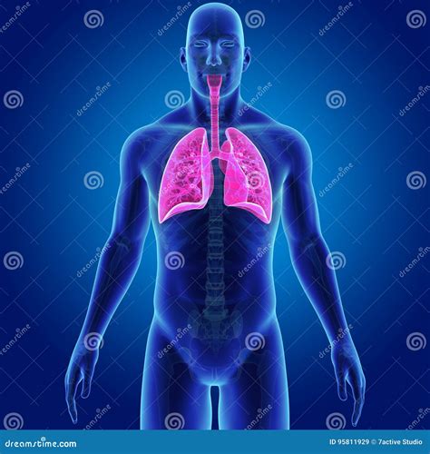 Human Lungs with Skeleton Body Anterior View Stock Illustration - Illustration of pulmo ...