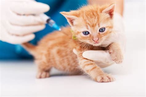 The Rabies Vaccine For Cats | Kinston Vet