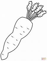 Free Printable Carrot Coloring Page Sketch sketch template